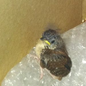 Meet your Posher, Jeanne